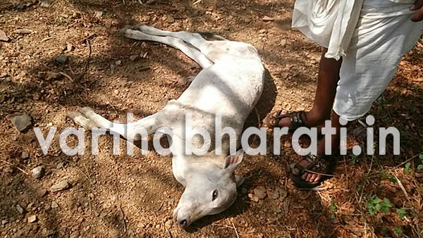 ಗದಗ: ಜಾನುವಾರುಗಳ ಸರಣಿ ಸಾವು...